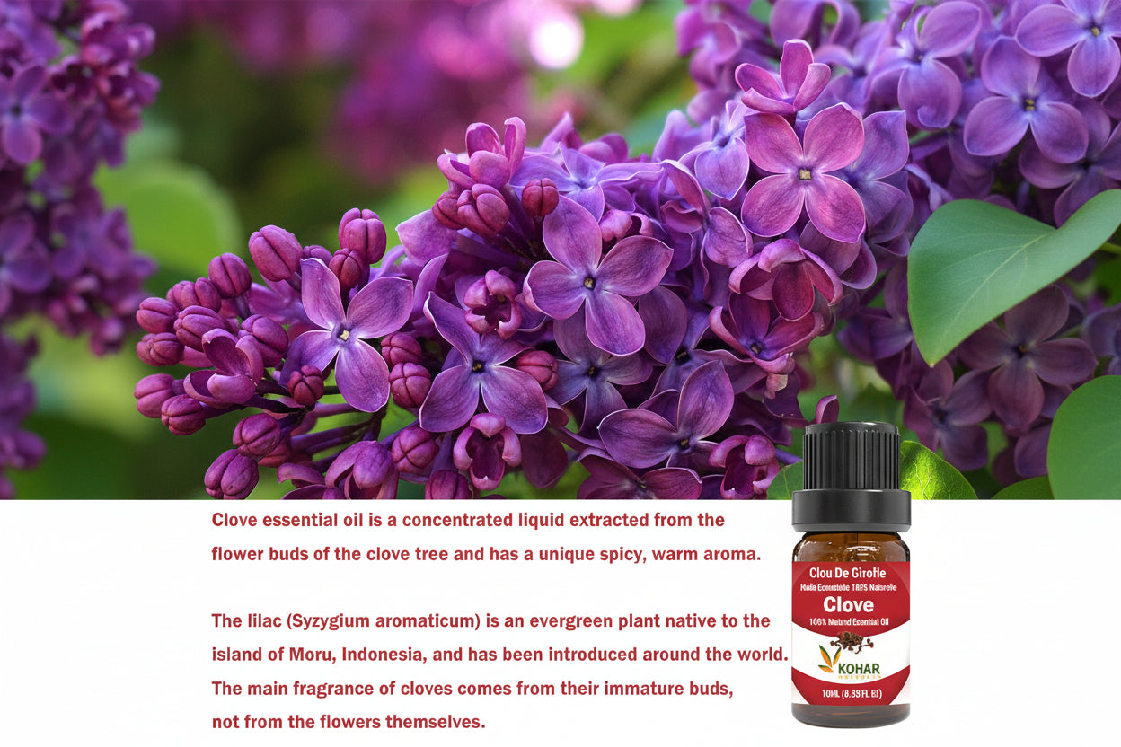 Clove Bud Essential Oil. 10ML