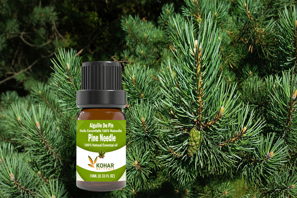 Pine Scotch Essential Oil. 10ML