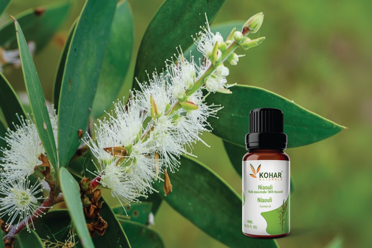 Niaouli Essential Oil. 10ML